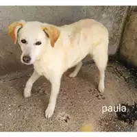 Foto dell\'animale Comune di Salerno - 380260040383079