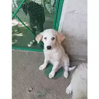 Foto dell\'animale Comune di Salerno - 380260004057383