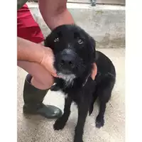 Foto dell\'animale Comune di Salerno - 380260004058294