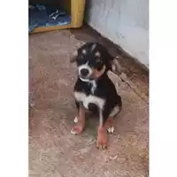 Foto dell\'animale Comune di Salerno - 380260004058196