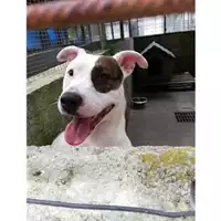 Foto dell\'animale Comune di Salerno - 380260004057415
