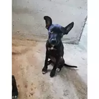 Foto dell\'animale Comune di Salerno - 380260004058106