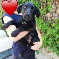 Foto dell\'animale Comune di Salerno - 380260043941767