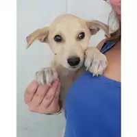 Foto dell\'animale Comune di Salerno - 380260004058192