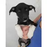Foto dell\'animale Comune di Salerno - 380260004058098