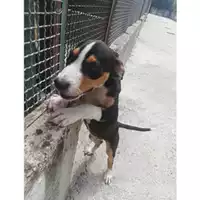 Foto dell\'animale Comune di Salerno - 380260042332847