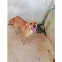 Foto dell\'animale Comune di Salerno - 380260042782844