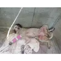 Foto dell\'animale Comune di Salerno - 380260004058207