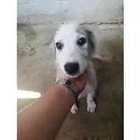 Foto dell\'animale Comune di Salerno - 380260043941234