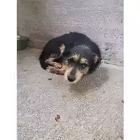 Foto dell\'animale Comune di Salerno - 380260004056734