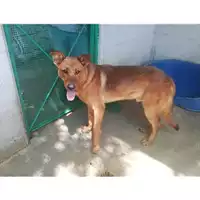 Foto dell\'animale Comune di Salerno - 380260004056730