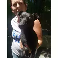 Foto dell\'animale Comune di Salerno - 380260004056851
