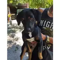 Foto dell\'animale Comune di Salerno - 380260043968562