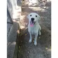 Foto dell\'animale Comune di Salerno - 380260004057658