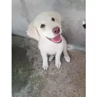 Foto dell\'animale Comune di Salerno - 380260043968348