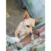 Foto dell\'animale Comune di Salerno - 380260043968251