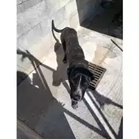 Foto dell\'animale Comune di Salerno - 380260004056756