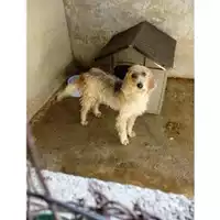 Foto dell\'animale Comune di Salerno - 380260042992504