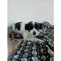 Foto dell\'animale Comune di Salerno - 380260004056949