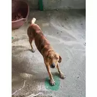 Foto dell\'animale Comune di Salerno - 380260042999375