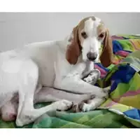 Foto dell\'animale Comune di Salerno - 380260042336435