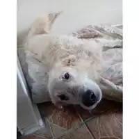 Foto dell\'animale Comune di Salerno - 380260043972964