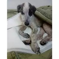 Foto dell\'animale Comune di Salerno - 380260043972187
