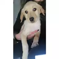 Foto dell\'animale Comune di Salerno - 380260004053216