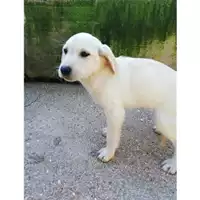 Foto dell\'animale Comune di Salerno - 380260004053196
