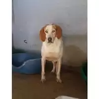 Foto dell\'animale Comune di Salerno - 380260041120495