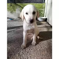 Foto dell\'animale Comune di Salerno - 380260004056881