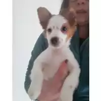 Foto dell\'animale Comune di Salerno - 380260004052785