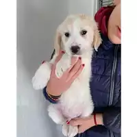 Foto dell\'animale Comune di Salerno - 380260044017437