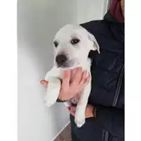 Foto dell\'animale Comune di Salerno - 380260004056781