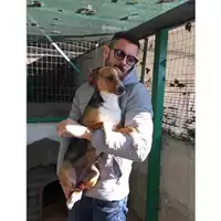 Foto dell\'animale Comune di Salerno - 380260004056827