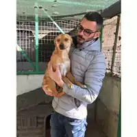 Foto dell\'animale Comune di Salerno - 380260004056739