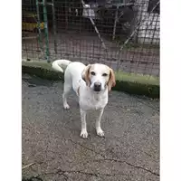 Foto dell\'animale Comune di Salerno - 380260040703218