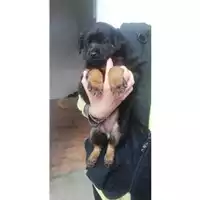Foto dell\'animale Comune di Salerno - 380260004057620