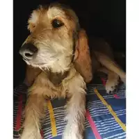 Foto dell\'animale Comune di Salerno - 380260004057586