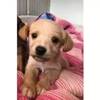 Foto dell\'animale Comune di Salerno - 380260004057491