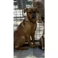 Foto dell\'animale Comune di Salerno - 380260043937573