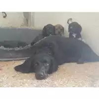 Foto dell\'animale Comune di Salerno - 380260042335456