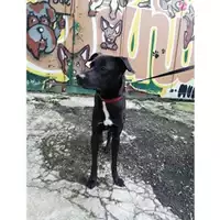 Foto dell\'animale Comune di Salerno - 380260042993052