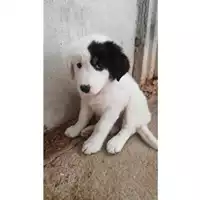 Foto dell\'animale Comune di Salerno - 380260042336168