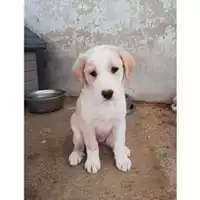 Foto dell\'animale Comune di Salerno - 380260043970160