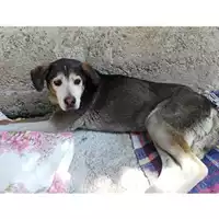 Foto dell\'animale Comune di Salerno - 380260043970876