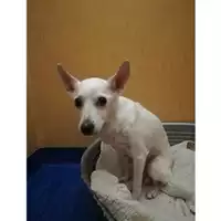 Foto dell\'animale Comune di Salerno - 380260043970038