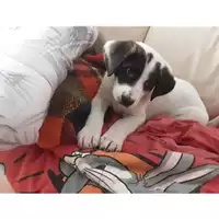 Foto dell\'animale Comune di Salerno - 380260043970110