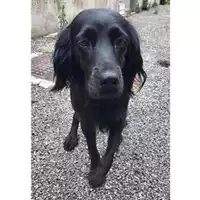 Foto dell\'animale Comune di Salerno - 380260043970328
