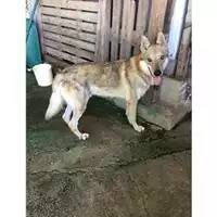 Foto dell\'animale Comune di Salerno - 380260002575416